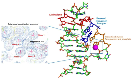 Magnesium ion과 결합하는 말라리아 압타머