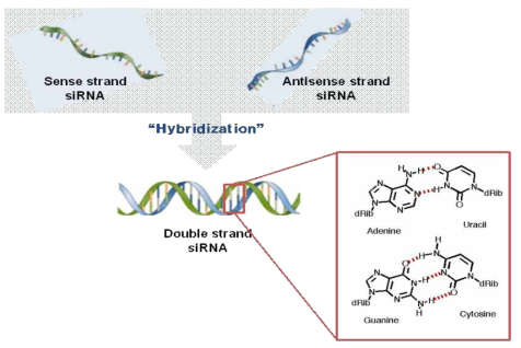 단일 가닥 siRNA의 이중 가닥 siRNA로의 혼성화 모식도