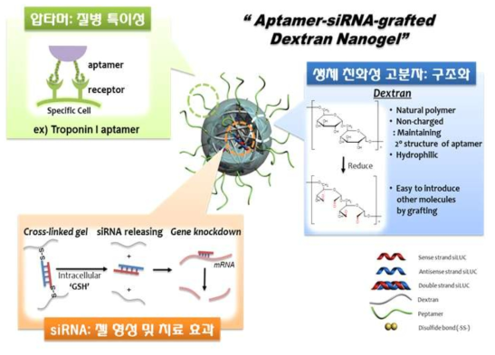 압타머가 기능화 된 덱스트란-siRNA 나노젤