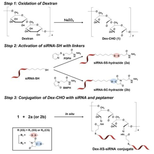 siRNA 가 이황화 결합으로 연결된 덱스트란의 합성 스킴
