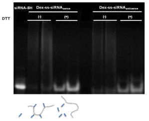 Dex-ss-siRNA의 PAGE 결과