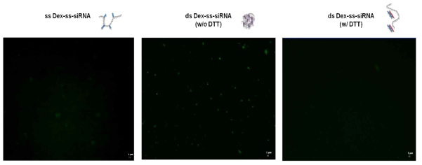 Dex-ss-siRNA 나노젤의 형광 현미경 이미지