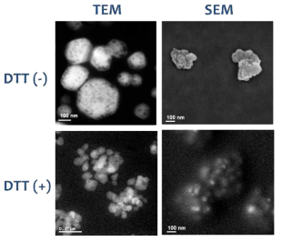 TEM 및 SEM을 이용한 DTT 존재 유무에 따른 나노젤의 형태 관찰