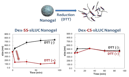 나노젤의 환원 조건에서 시간에 따른 크기 변화 관찰