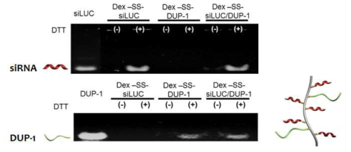 Dex-ss-siRNA/DUP-1의 PAGE 결과