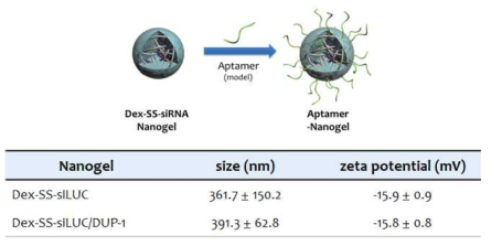 덱스트란-siRNA/DUP-1 나노젤의 수화 크기 및 표면 전하