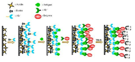 Avidin-biotin 시스템을 이용한 BNP 검출방법