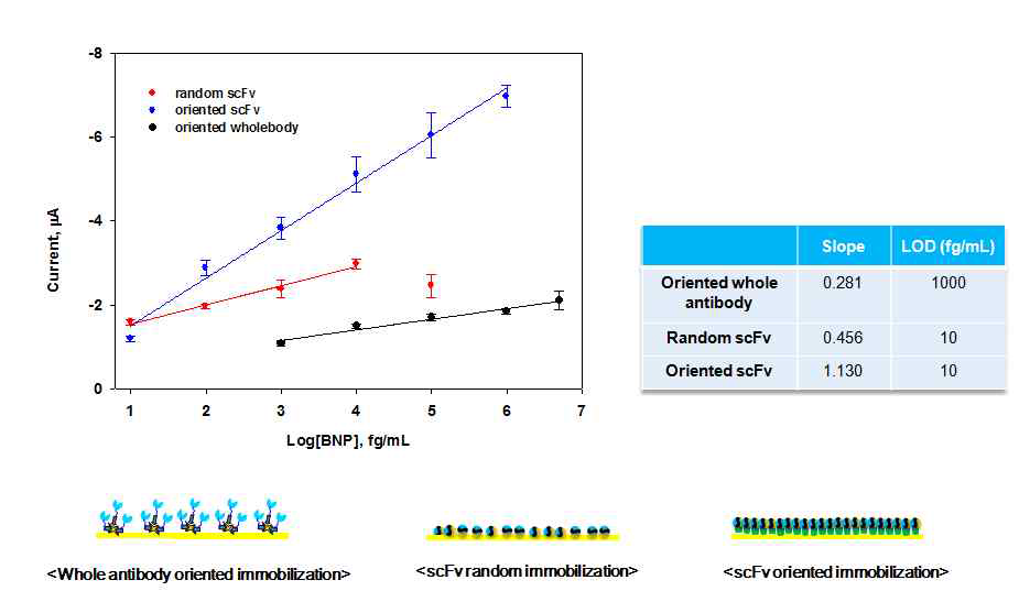 Avdin-biotin conjugate chemistry를 이용한 whole antibody의 정렬 배열, scFv의 무작위 배열과 scFv의 정렬 배열의 고정화 방법에 대한 A) 검정곡선, B) 성능, C) 배열방법의 비교