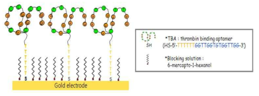 금 전극 표면에 형성된 압타머 자기조립층