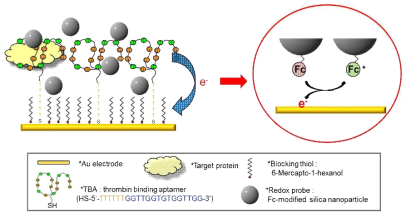 페로센(ferrocene)이 도입된 실리카 나노입자를 이용한 비표지 방식의 압타머 센서 감응원리