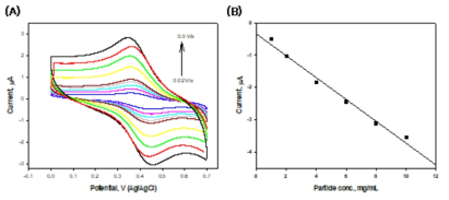 전기화학적 활성을 갖는 음전하성을 실리카 나노입자의 전기화학적 특성: (A) 주사속도변화에 따른 전류의 변화, (B) 농도의 따른 산화 최대 전류의 검정곡선