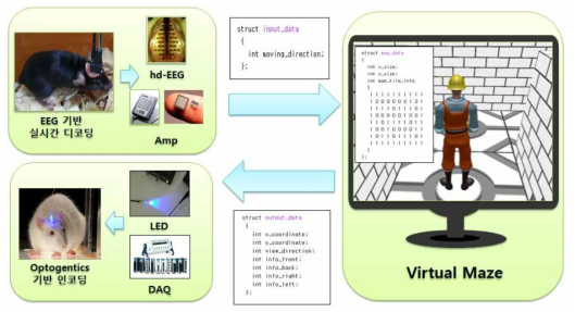 구축한 virtual maze 시스템의 구성 요소들. EEG의 레코딩과 디코딩을 실시간으로 수행하여 움직이는 방향에 대한 정보를 virtual maze 상의 avatar에게 전달하고 미로 상의 아바타를 움직인 뒤 갱신된 미로상의 위치정보, 주변의 벽 상황을 실시간으로 인코딩하는 것이 가능한 seamless 시스템을 구현함
