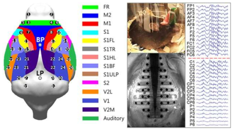 hd-EEG 전극의 뇌영역별 매핑 및 활동 중인 마우스에서 측정된 신호