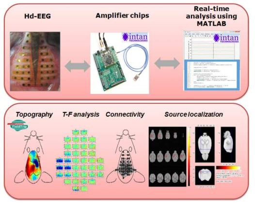 FieldTrip 기반 마우스 hd-EEG 신호 분석 툴박스. Topography, Connectivity등을 계산하여 visualization하는 것이 가능하며 동시에 source localization을 통해 국소원을 추정하는 것이 가능함