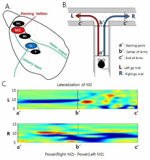 A. 이차체성피잘과 주변 뇌영역간의 연결도. 이차체성피질은 움직임을 계획하고 의도와 관련되어있는 것으로 알려져있음. B. T자형 미로 상에서 쥐의 위치를 토대로 디코딩을 수행한 결과를 테스트함. C. 우측 이차체성피질과 좌측 이차체성피질의 차이값을 계산하여 왼쪽으로 움직인 경우와 (상단의 L) 오른쪽으로 움직인 경우(하단의 R)를 나타낸 그림. 왼쪽으로 간 경우 오른쪽 이차체성피질의 theta파 부근의 세기가 더 강하며 오른쪽의 경우 그 반대로 나타남