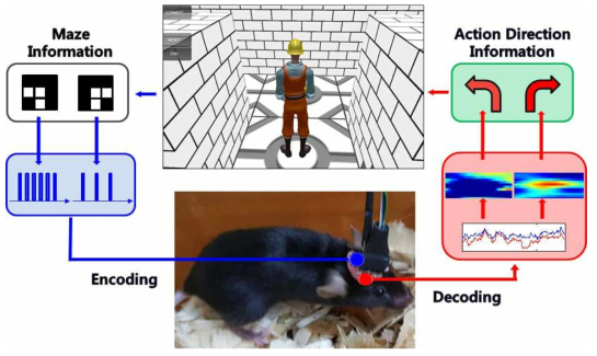 마우스의 Brain과 Virtual maze 상의 avatar와의 seamless한 연결을 구현한 모습. avatar의 위치정보를 받아 광자극의 주파수로 변환하여 정보를 encoding 하고 동시에 마우스의 brain signal을 실시간으로 분석하여 의도와 관련된 신호를 decoding 하여 avatar에게 전달하는 closed loop seamless 시스템을 구현함