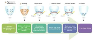 Magnetic beads를 이용한 DNA purification 과정