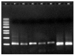 PCR로 증폭된 amplicon DNA 밴드 (#1~#6: Bacterial amplicon, #7~#8: Fungal amplicon)