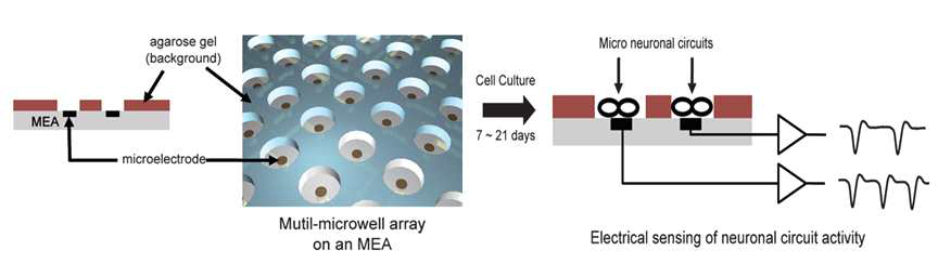 Multi-well MEA 모식도 및 신경 신호의 기록 절차