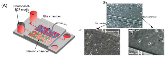 Primary cell인 neurons와 glia cells의 co-culture가 가능한 미세유체 칩 (D. Majumdar et al, 2011)