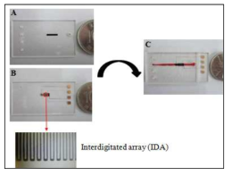제작 완료된 약물 독성 평가 랩온어칩 (A)상판, (B)하판, (C)완성된 COC 랩온어칩의 실물사진