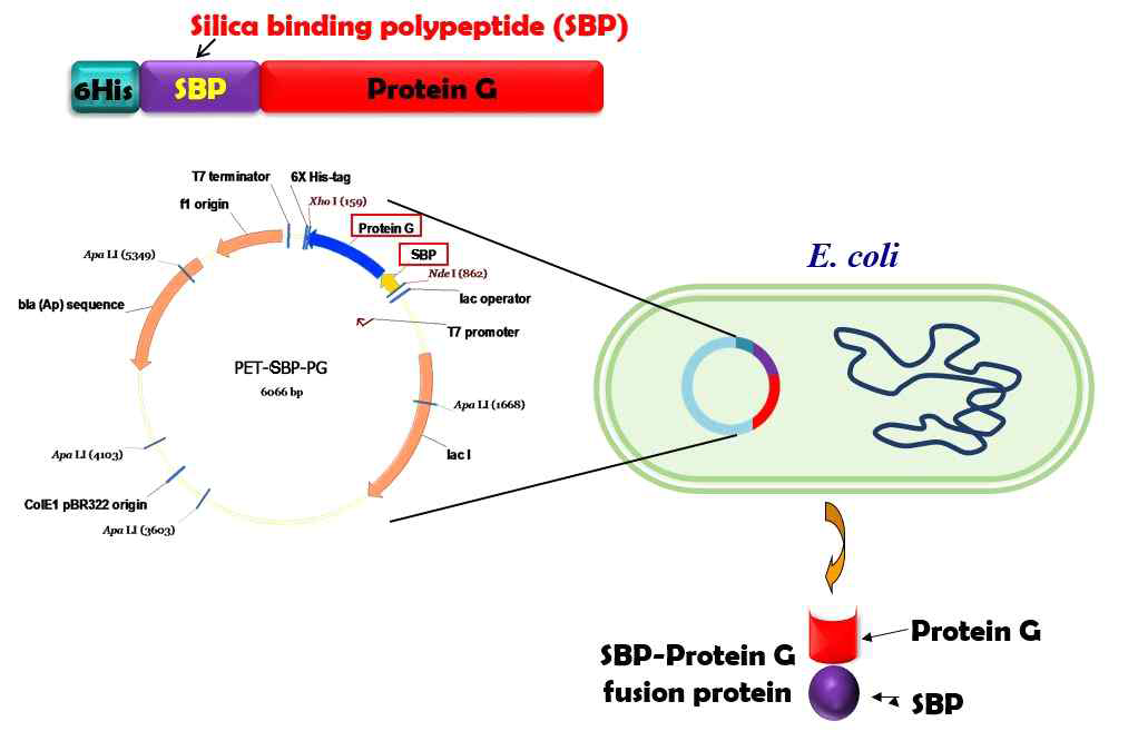 유전자 재조합 방법에 의한 SBP-ProG 융합단백질의 제작과정