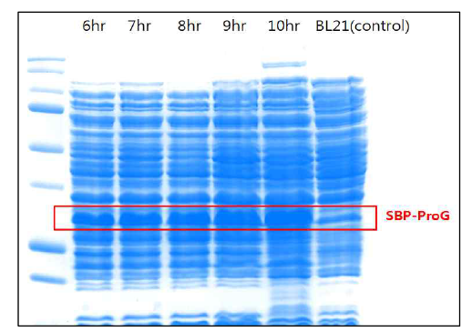 IPTG induction 시간에 따른 SBP-ProG의 발현 변화