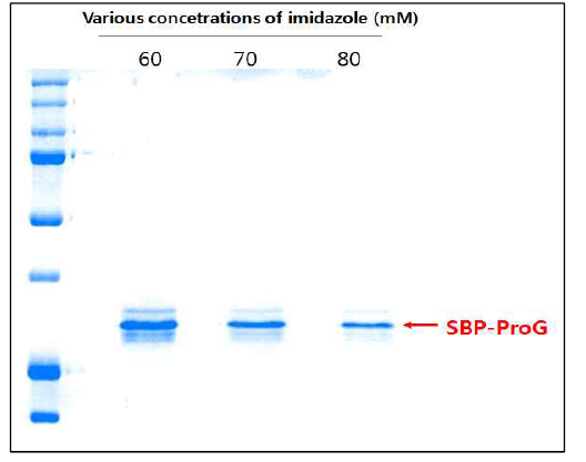 정제 시 세척과정의 이미다졸 농도에 따른 SBP-ProG의 순도를 확인한 SDS-PAGE 사진