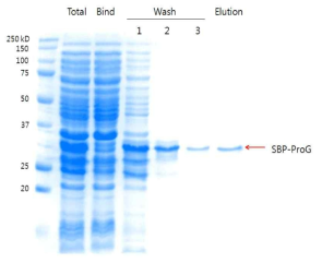 SBP-ProG 융합단백질의 정제 정도를 SDS-PAGE 확인