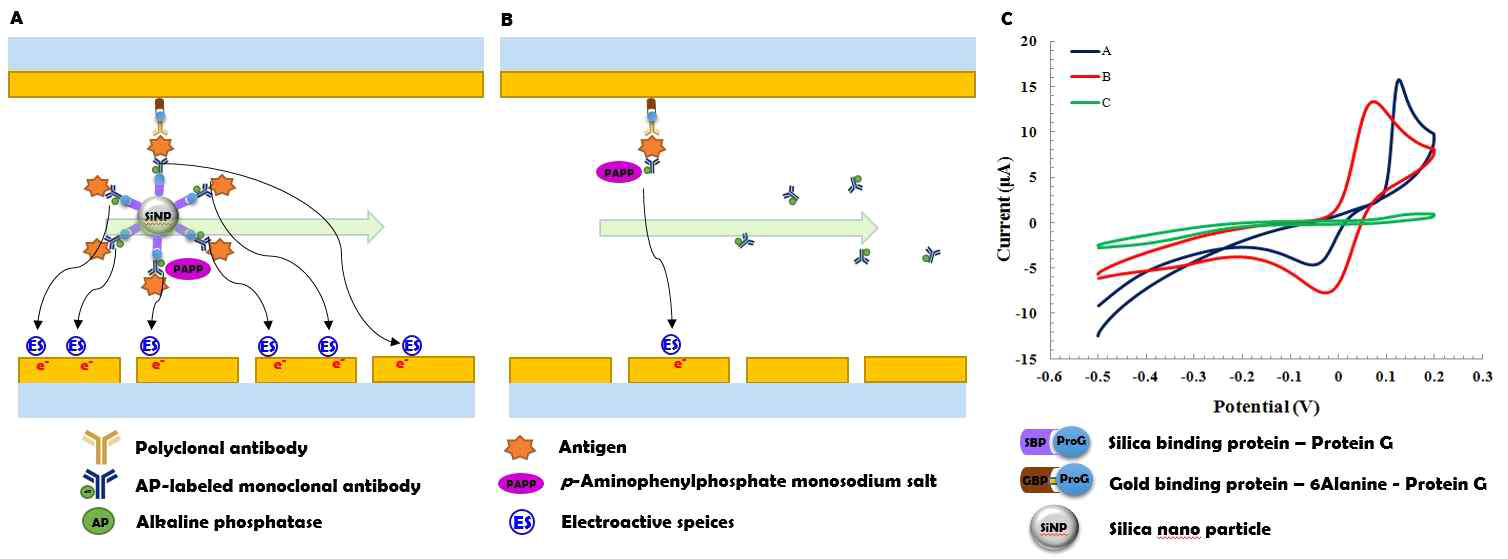 SiNP complex에 의한 전기화학적 신호의 증폭 A: 동일한 양의 항체를 SiNP에 고정화시켜 주입한 chip의 내부 모식도 B: 동일한 양의 항체 단독으로 주입한 chip의 내부 모식도 C: SiNP complex에 의한 전기화학적 신호 증폭을 확인하기 위한 CV 데이터