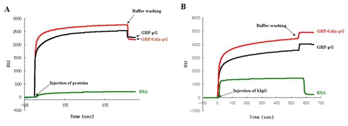 GBP-ProG와 GBP-6Ala-ProG 융합단백질의 기능성 확인을 위한 SPR 실험 결과