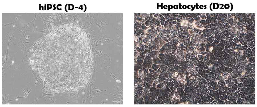 인간 유도만능줄기세포(hiPSC)와 그로부터 분화된 간세포(Hepatocytes)의 현미경 사진(출처: 안정성 평가 연구소)