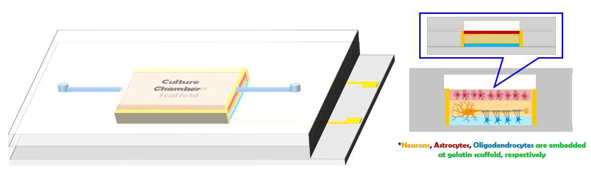 3D-scaffold 신경세포 독성평가 랩온어칩의 디자인