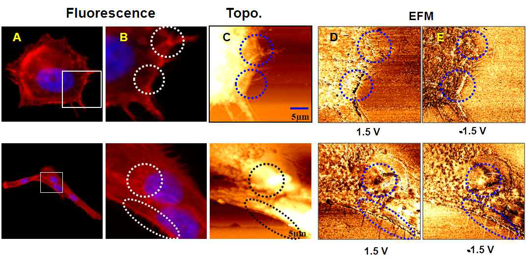 암세포(MCF7, 위)와 정상세포(MCF10A, 아래)에 액틴 염색후 찍은 형광 사진(A, B)과 AFM 토포그래피(C) 및 각각 +1.5V, -1.5V에서 측정한 EFM 이미지(D, E)