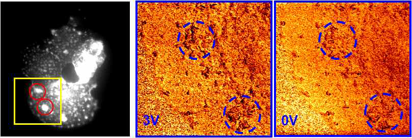 CF7에 Cyto D를 처리한 후 측정한 형광이미지(왼쪽)와 , 각각 +3V (가운데), 0V에서 측정한 EFM 이미지