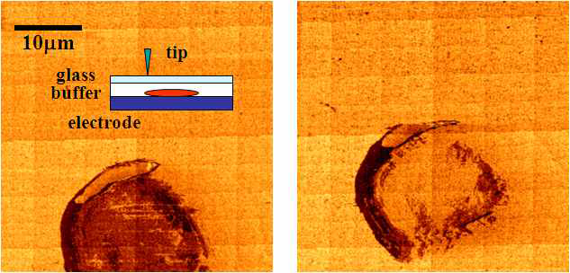 커버 슬립위에서 측정한 MCF7의 SCM 이미지(버퍼액이 있을 때와 없을 때(오른쪽)) 및 측정 개념도(inset)