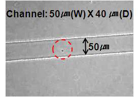 마이크로 채널을 따라 움직이는 세포(원 내)의 광학현미경 이미지