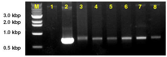 채널 내 흐름률 변화에 따른 720bp DNA 증폭 전기 영동 결과. size marker(M), 기존방법(2), 1.6㎕/min(4), 4.0㎕ /min(7)