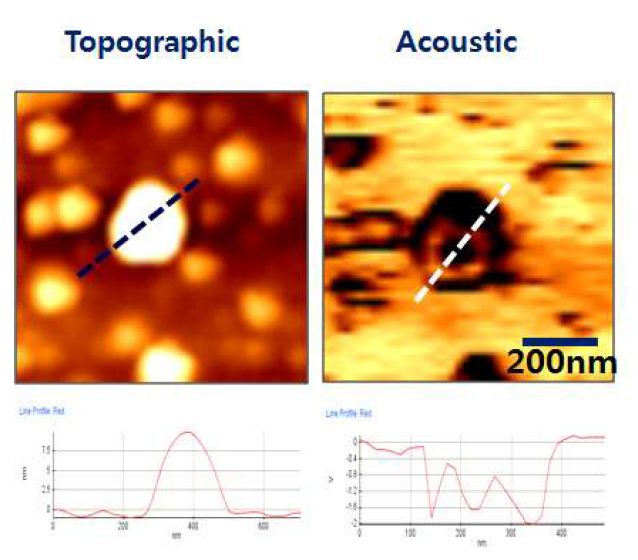 PDMS 코팅된 폴리 비드에 대한 토포그래피(왼쪽) 및 근접장 탄성파 이미지