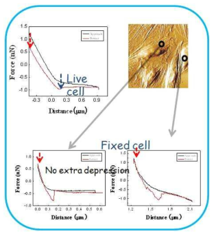 live 및 fixed 세포의 위치별 힘-거리 곡선 비교