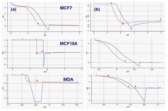 각 세포주에 대해 측정된 힘 – 거리 곡선. (a) 코팅 되지 않은 캔틸레버, (b) MnO 코팅된 캔틸레버, 접촉방향 (붉은색), 이탈 방향 (푸른색)
