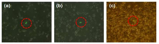 단세포 트랜스펙션 (a) HEK-293, (b) MDA-MB231, (c) MCF7