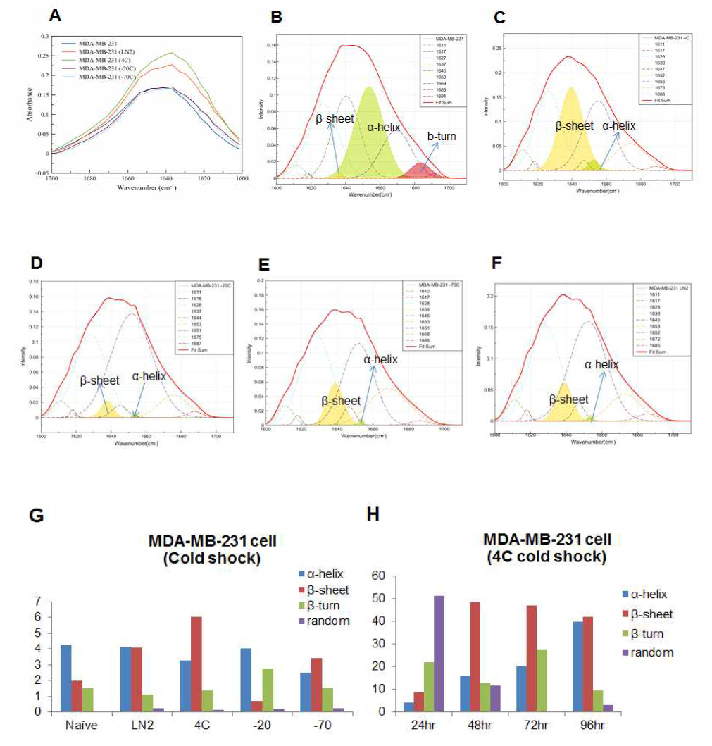 MDA-MB-231 cell에 4℃ (C), -20℃ (D), -70℃ (E), LN2 (E)에서 각각 하루 동안 보관한 후 해동하여 amide I peak spectrum (A)과 함께 peak curve fitting 분석
