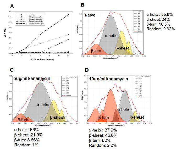 황색포도상균 (S.aureus-atcc29213)에 항생제 Kanamycin(5, 10ug/ml) 각각 처리 후 Growth curve (A)와 함께 peak curve fitting 분석 (B,C,D)