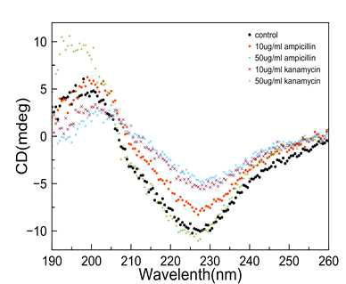 대장균 (E.coil-actcc25922)에 항생제 ampicillin, kanamycin 각각 처리 후 UV CD spectrum 분석