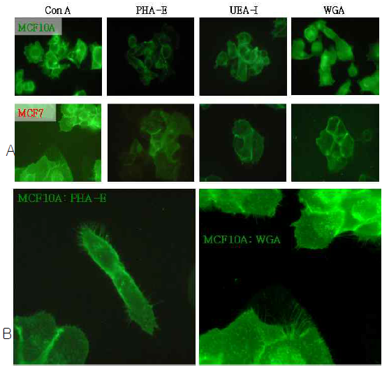 characterization of Lectin of the cell surface in MCF7 and MCF10A cells. Staining of various lectin (A). The morphology of filopodia (B)