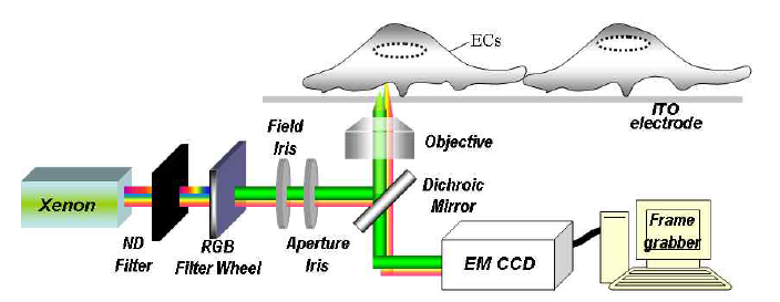 Monchromatic interference reflection microscopy image for Nanoscale Detection of Endothelial Cell-substrate Adhesion