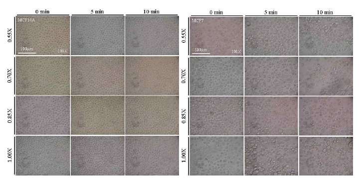 Cellular responses of MCF10A and MCF7 cells incubated for 0, 5, and 10 min in hypotonic media