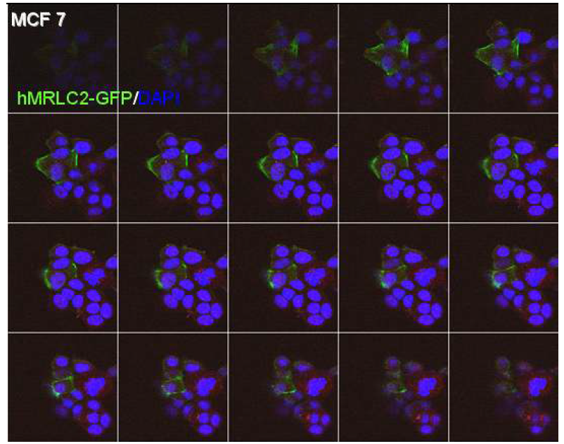 The serial expression of hMRLC2-GFP in MCF7 cells. hMRLC2 expressed in the contact side of MCF7 cells into bottom and another cells