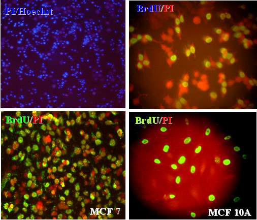 The proliferation of MCF7 and MCF10A. BrdU+ cells were detected in cultured MCF7 and MCF10A. BrdU+cells reached up to about 64.1% of cultured cells